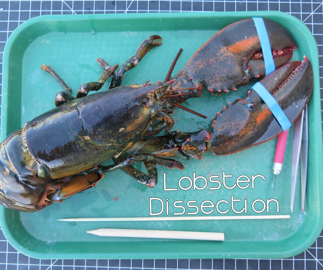 Lobster Dissection