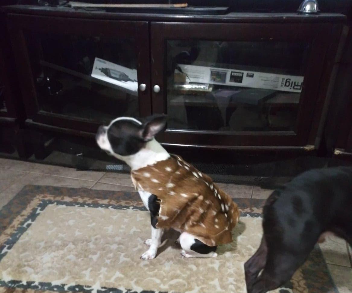 Axis Fur Dog Vest