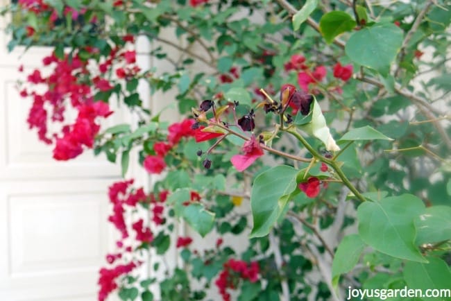 Branch-of-a-bougainvillea-with-deep-red_pink-flowers-a-couple-of-curled-leaves.-This-is-light-freeze-damage-on-bougainvilleas_new.jpg