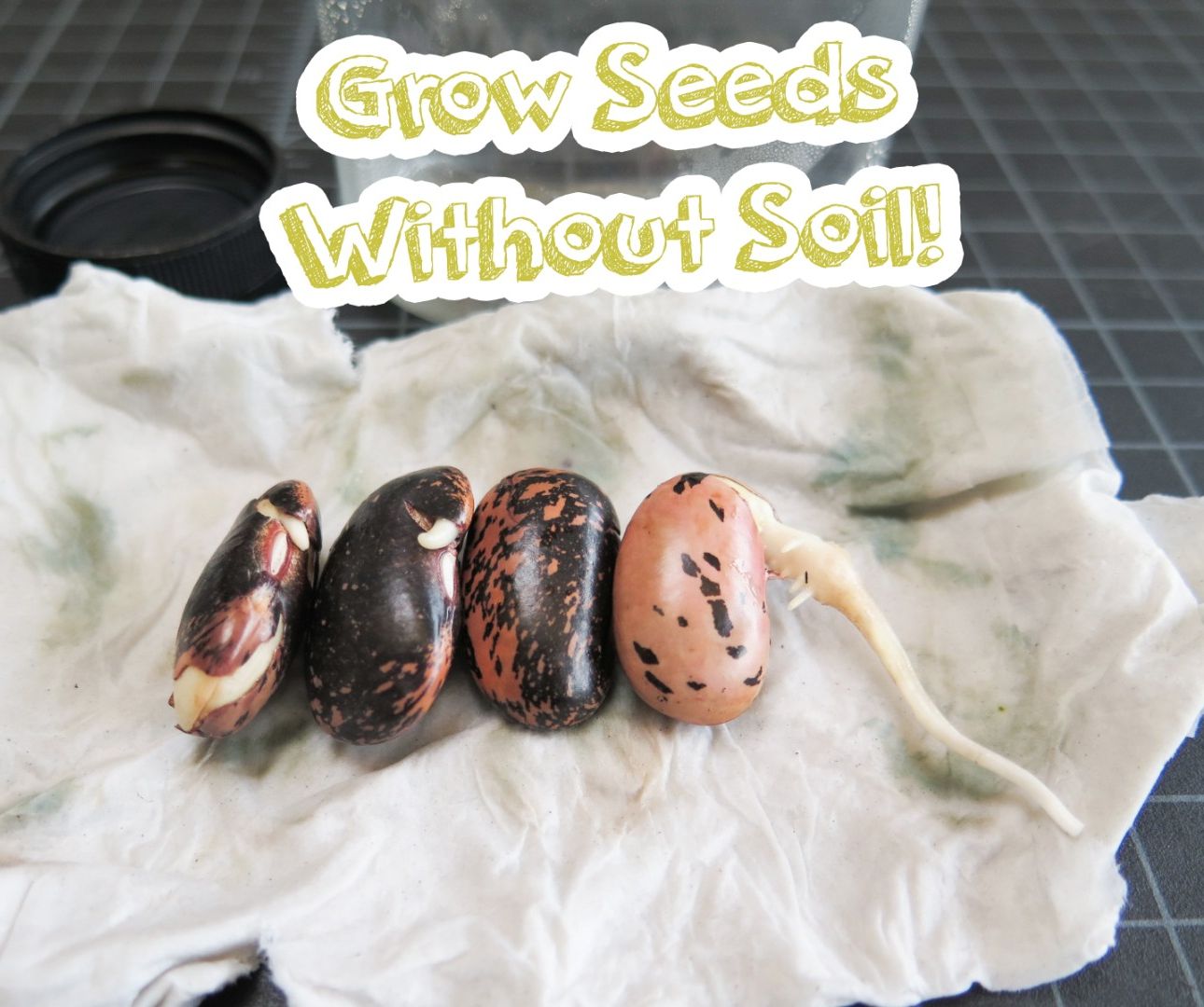 Grow Seeds Without Soil!