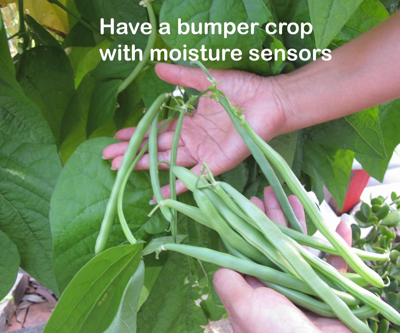 Have a Bumper Crop With Moisture Sensors and ARDUINO