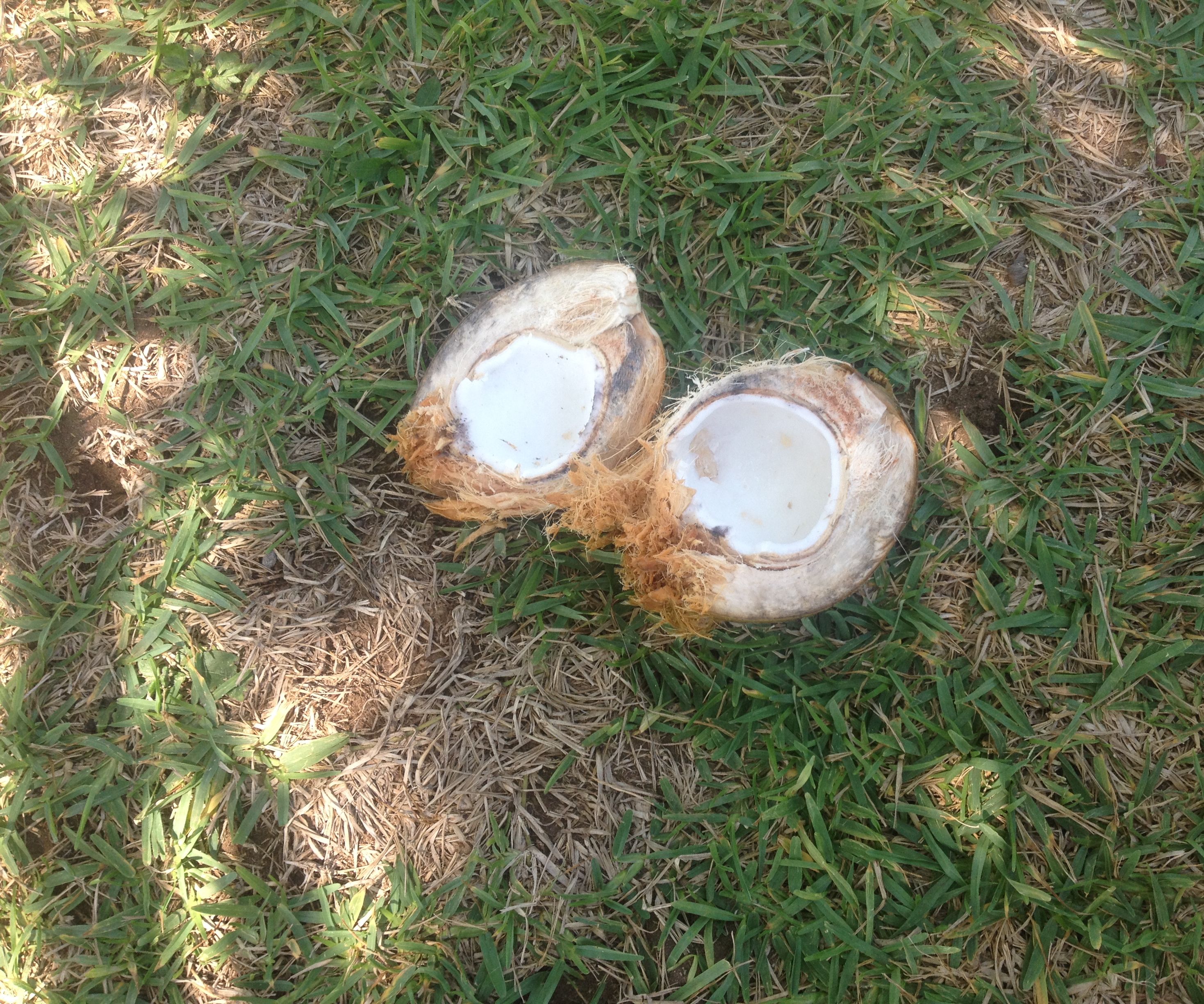 Open a Coconut by Hand Without a Machette