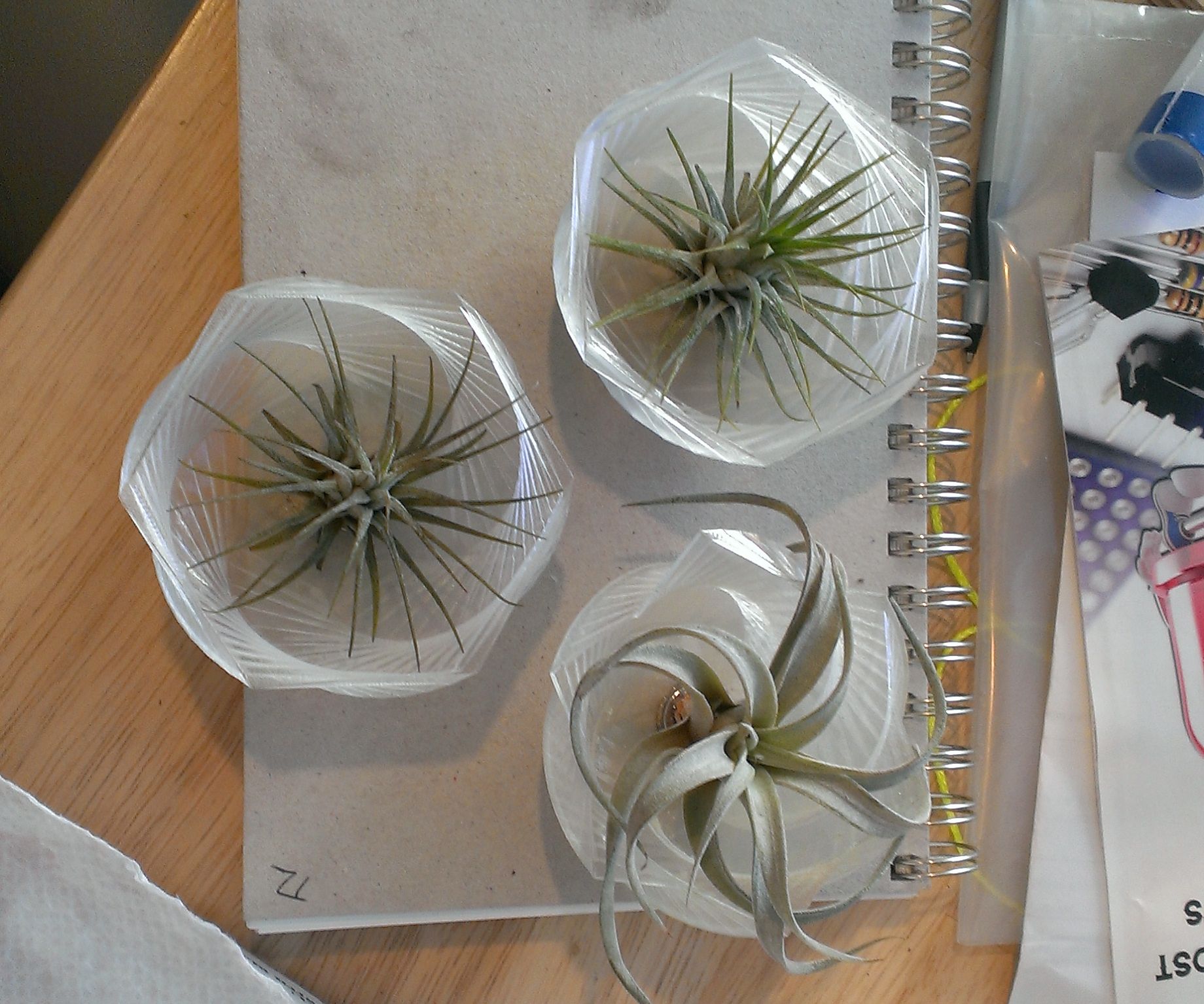 Boutonniere / Refrigerator Magnet (3D Printed With Air Plant and Magnet)