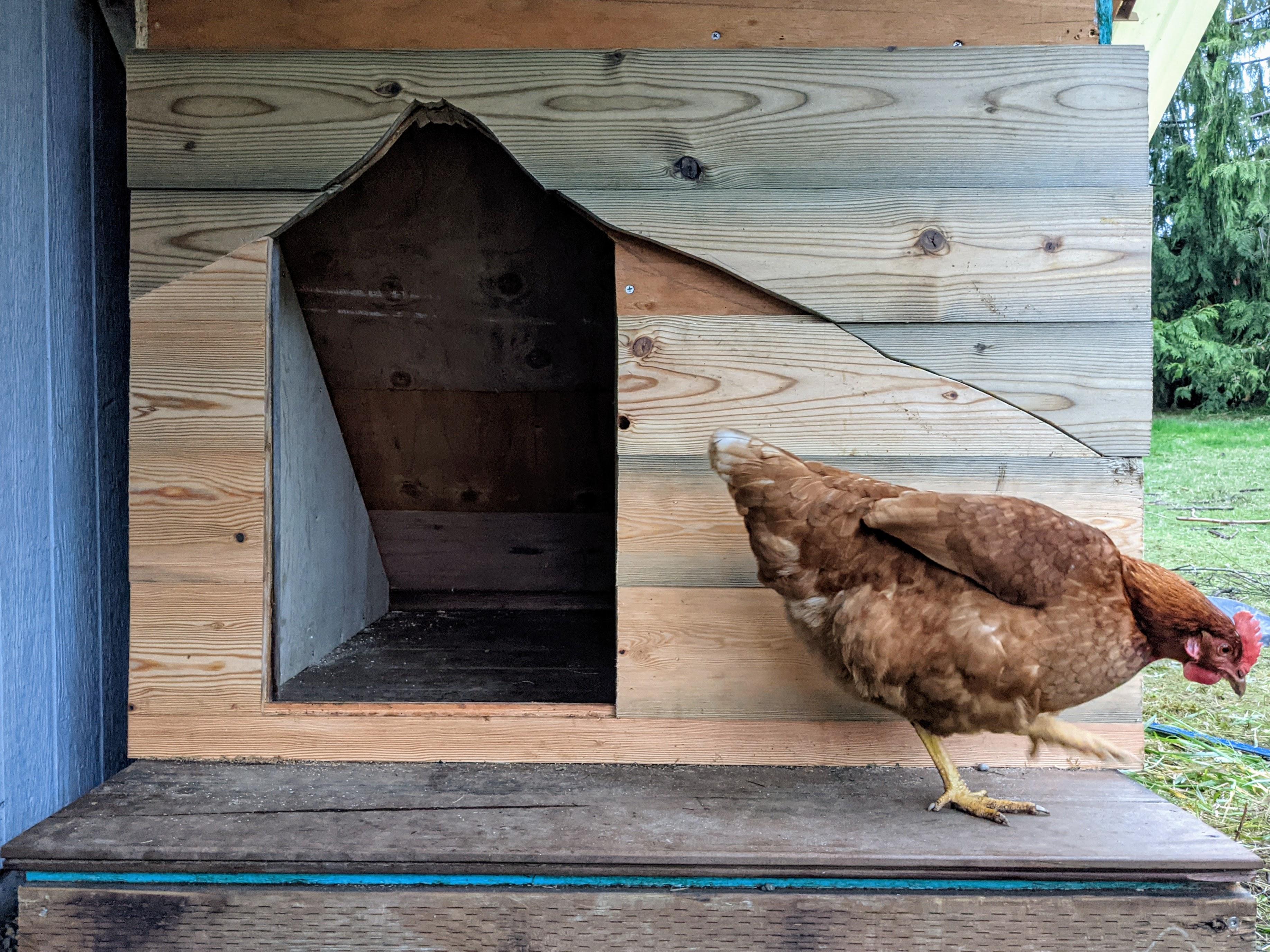 Build a Dog House Using Reclaimed Materials