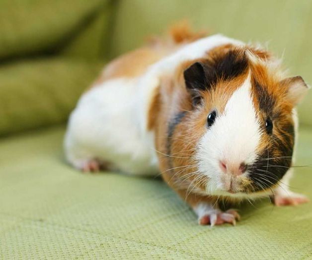 How to Treat Your Guinea Pig for Heat Stroke/Overheating/Hyperthermia