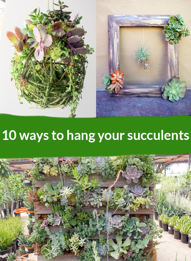 a-kissing-ball-filled-with-succulents-next-to-a-frame-filled-with-succulents-at-the-bottom-theres-a-pallet-structure-filled-with-succulents-print-text-says-10-ways-to-hang-your-succulents.jpg