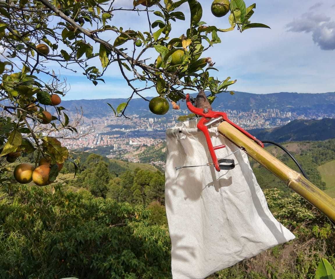 Assisted Fruit Picker With Scrap
