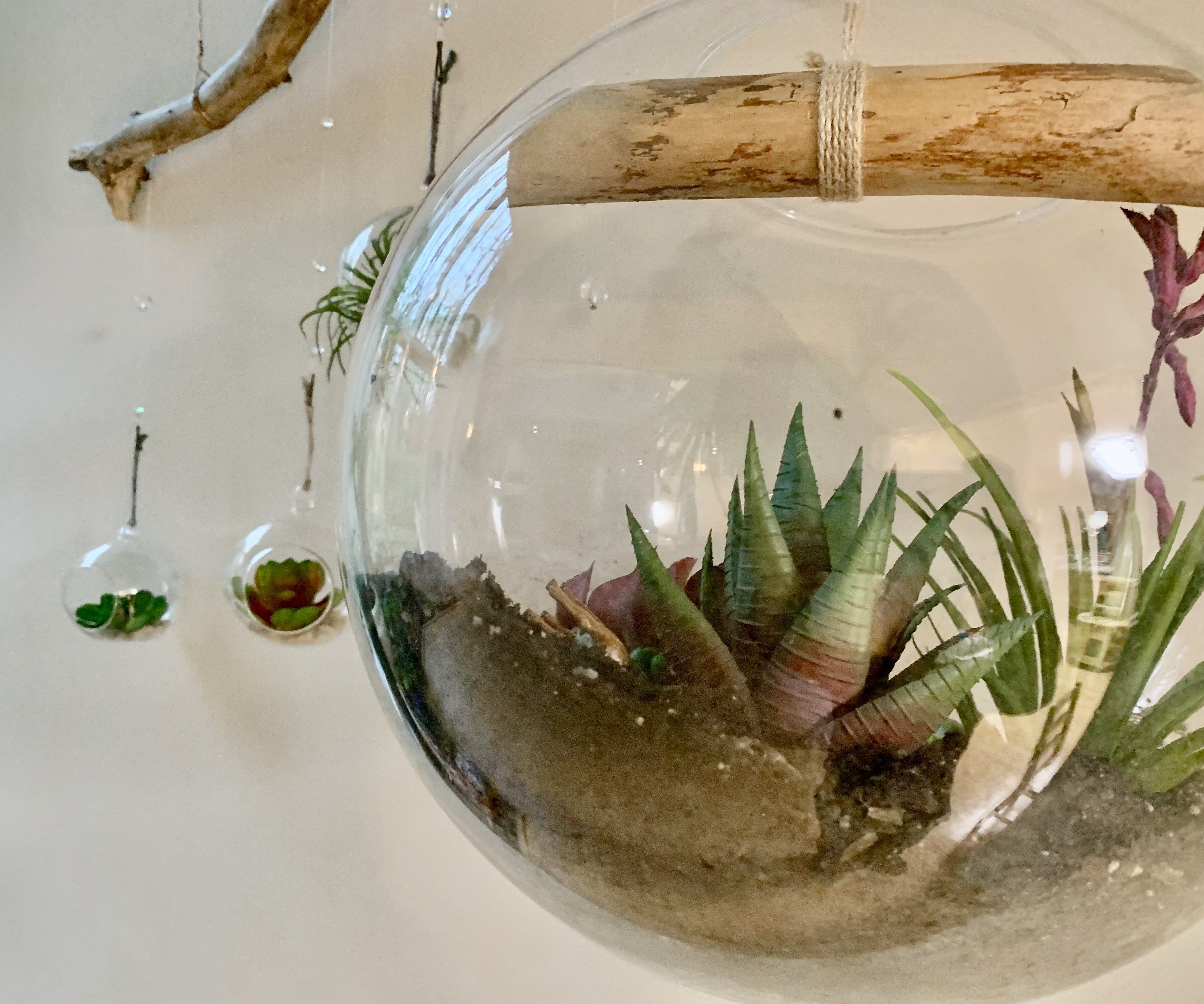 Air Plant Terrarium, Natural Hanging Display