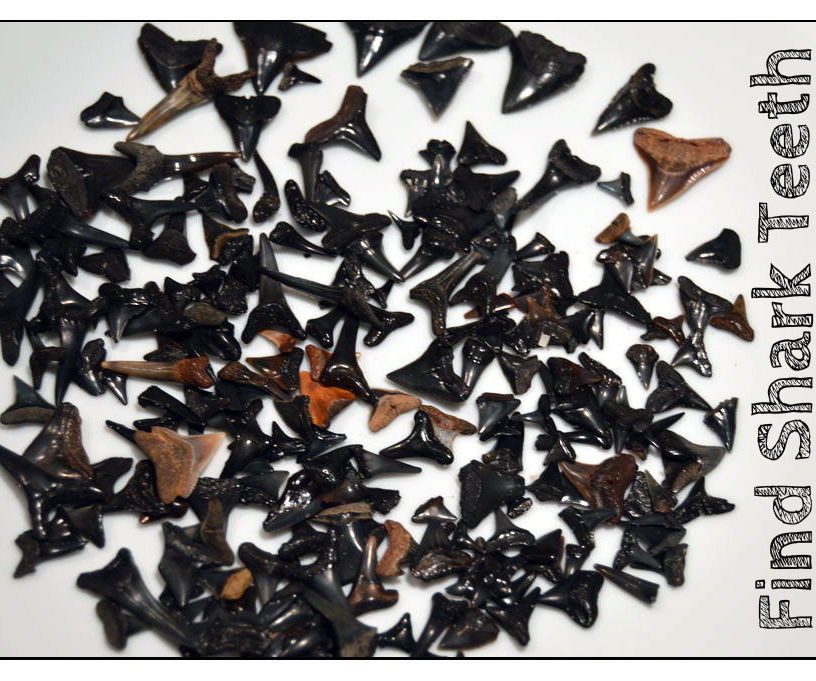 How to Find Shark Teeth 