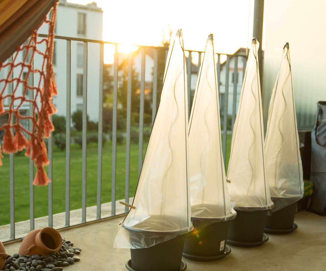 Tomato Greenhouse for Pot Growing Tomatos