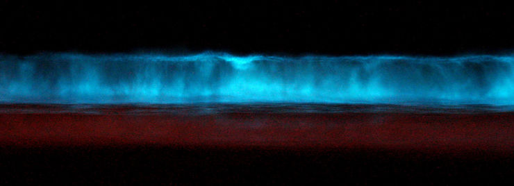 Grow Your Own Bioluminescent Algae