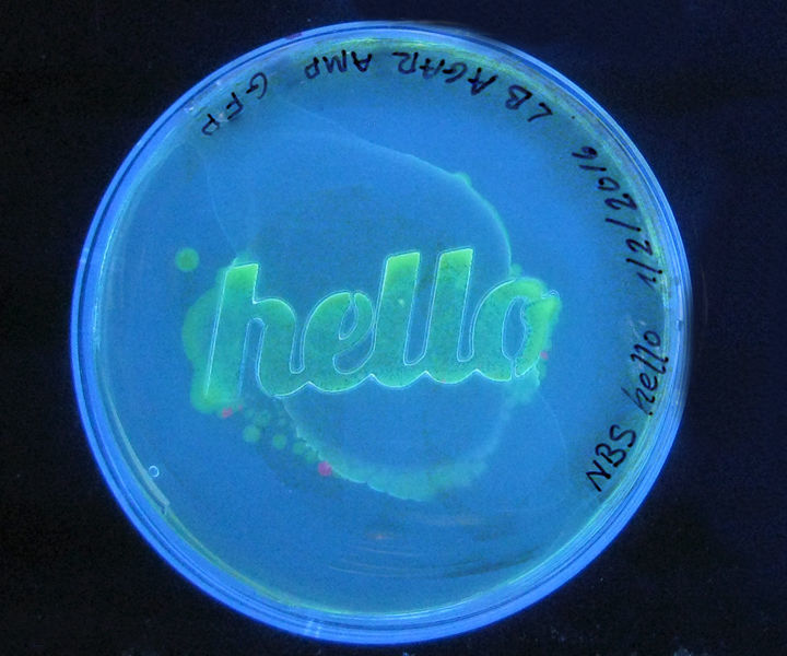 How to Grow “Hello World” With GFP Bacteria 