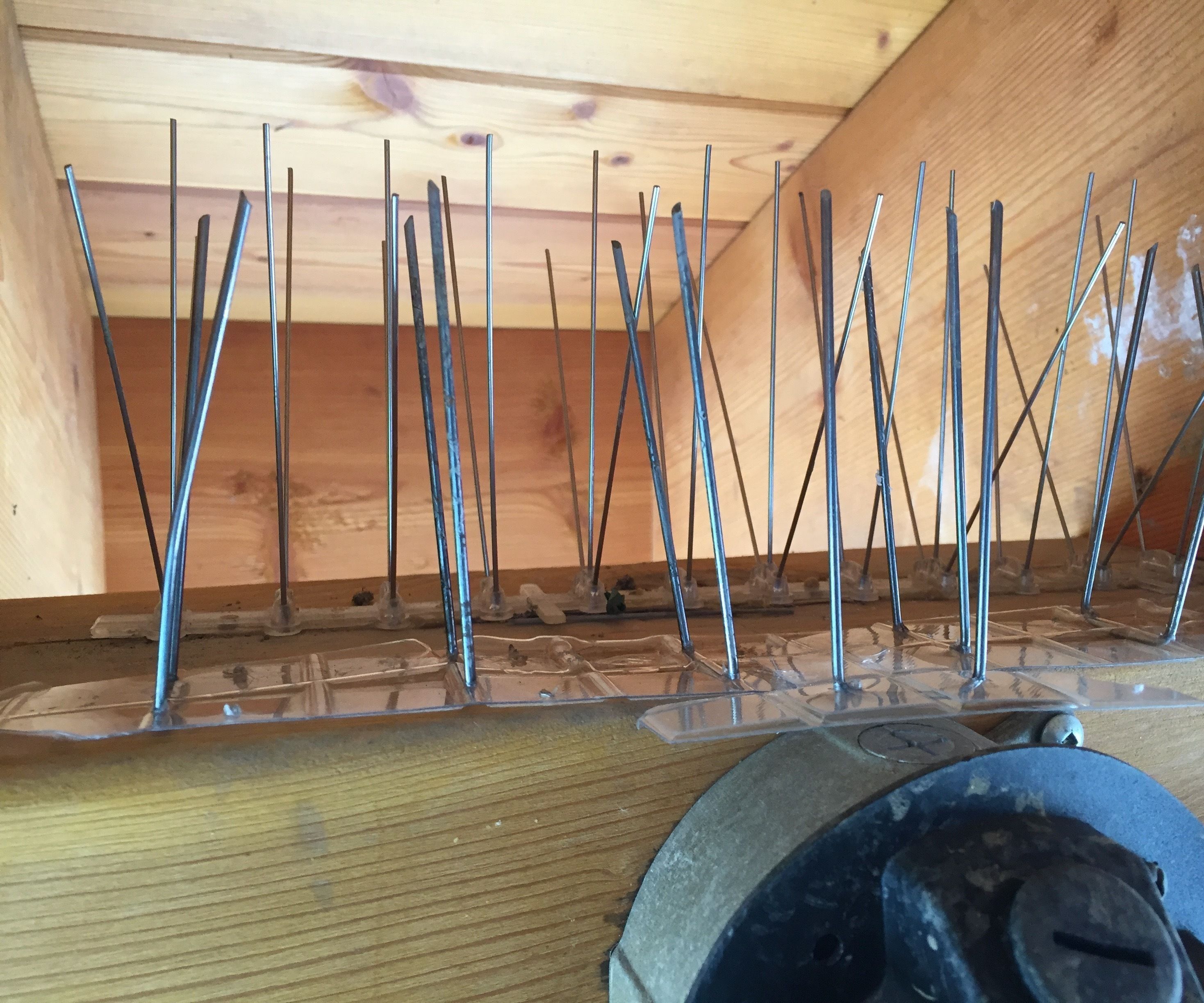 DIY Bird Deterent