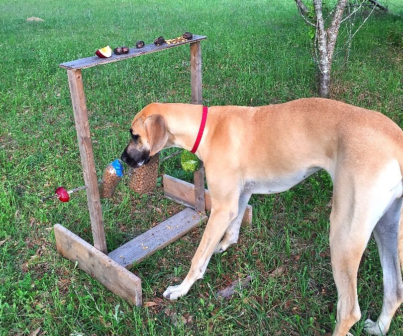 The Spin Out Game - Hours of Fun for Dogs, Raccoons, and Other Animals!