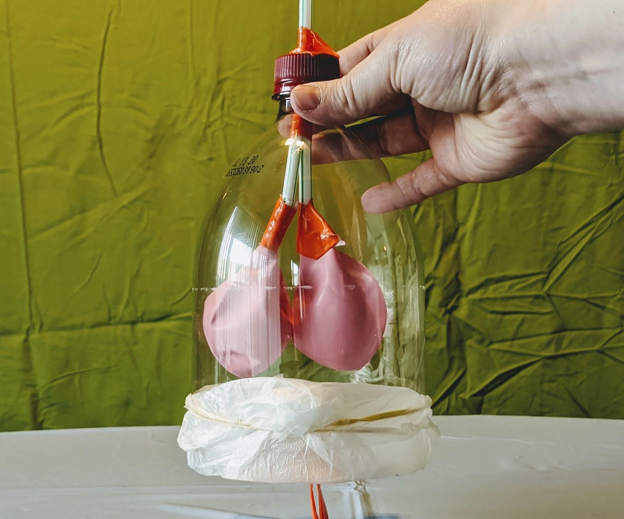 Make a Human Lung Model