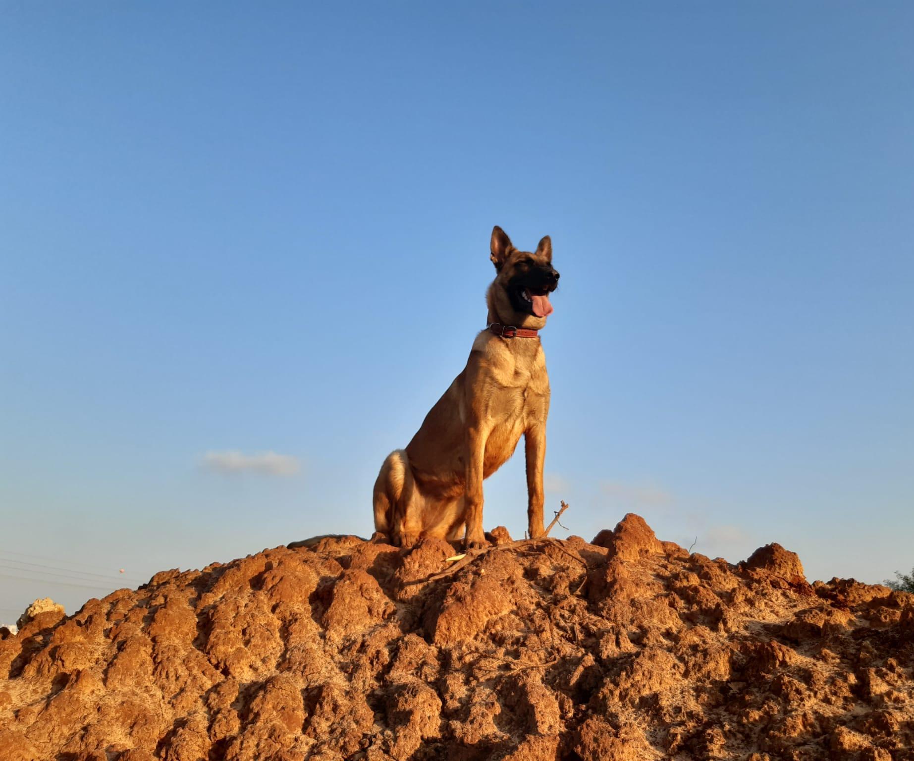How to Raise a Dog
