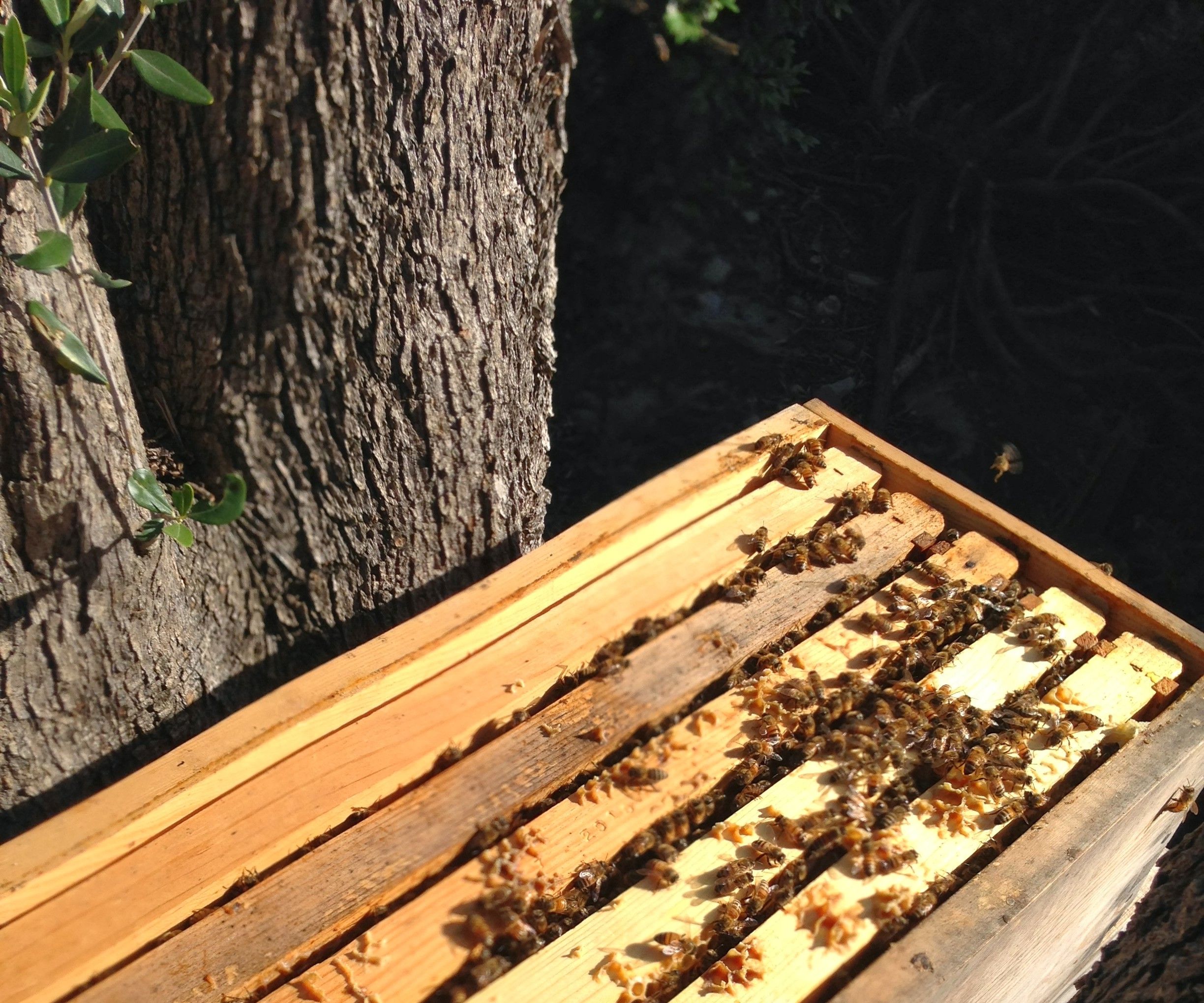 How to Make a Nucleus Honeybee Colony (and Prevent Established Hives From Swarming)