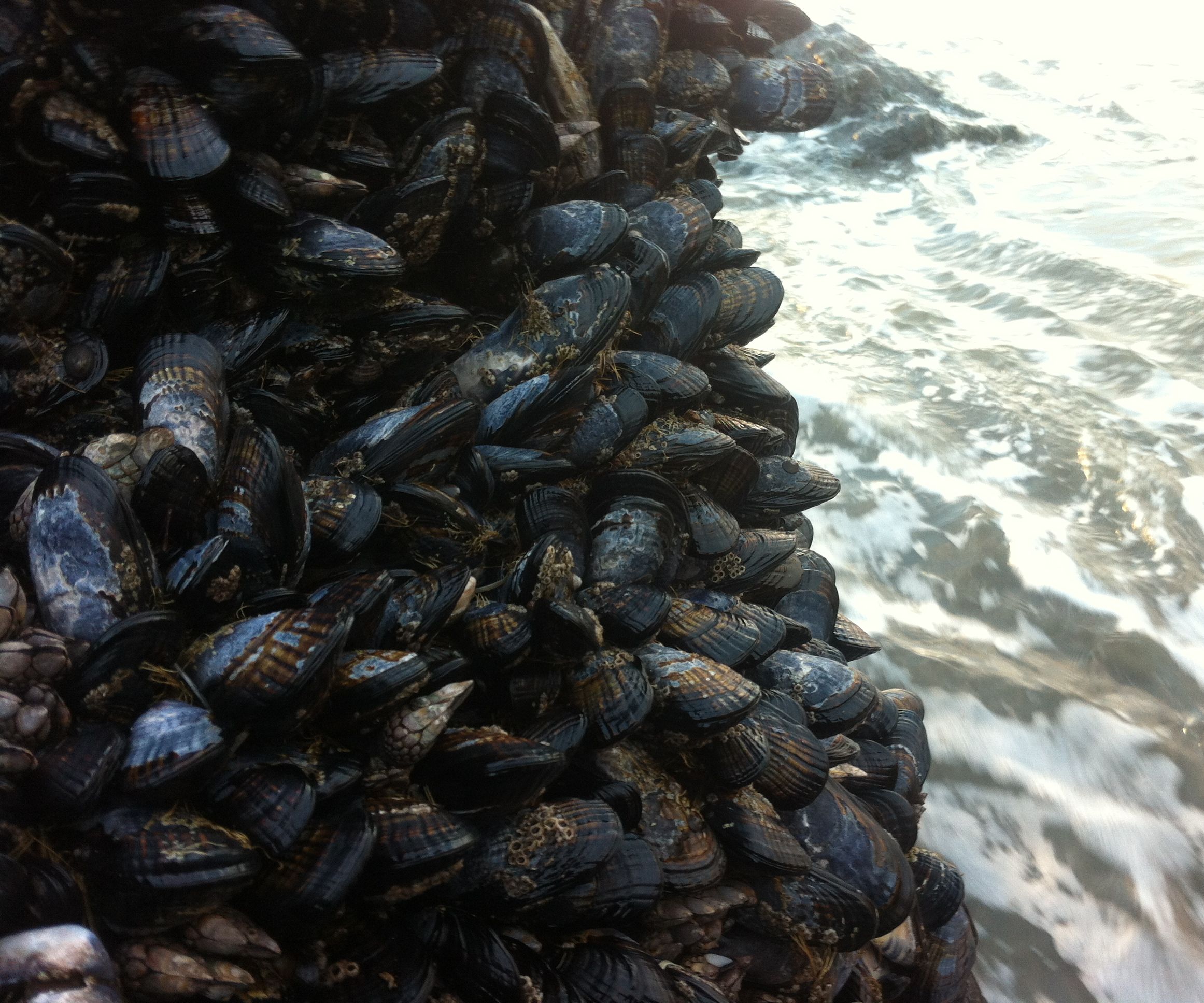 How to Harvest and Cook Mussels