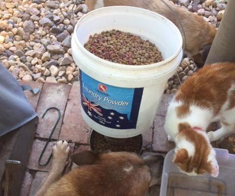 Gravity Feeder