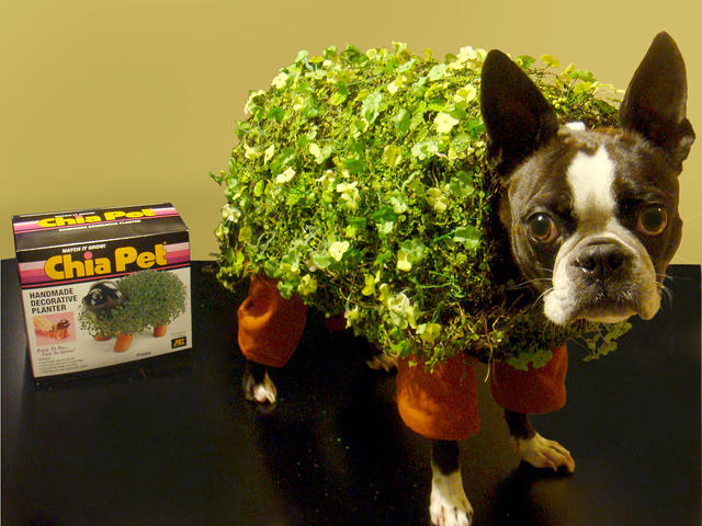 Echo the Chia Pet Dog Costume