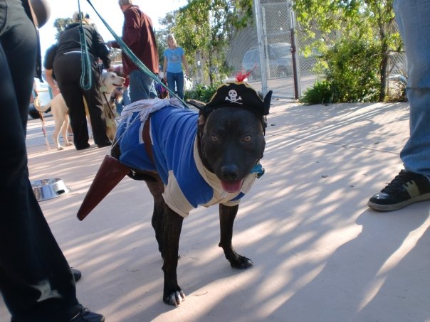 Doggy Pirate Costume With Peg Leg