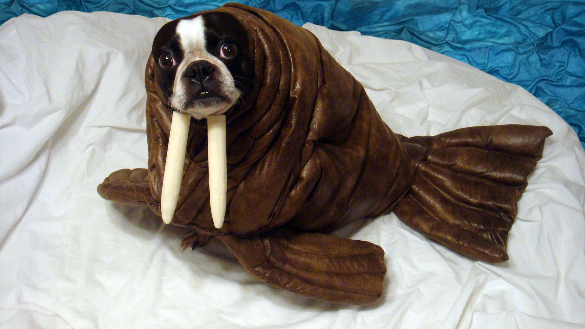 Echo the Walrus