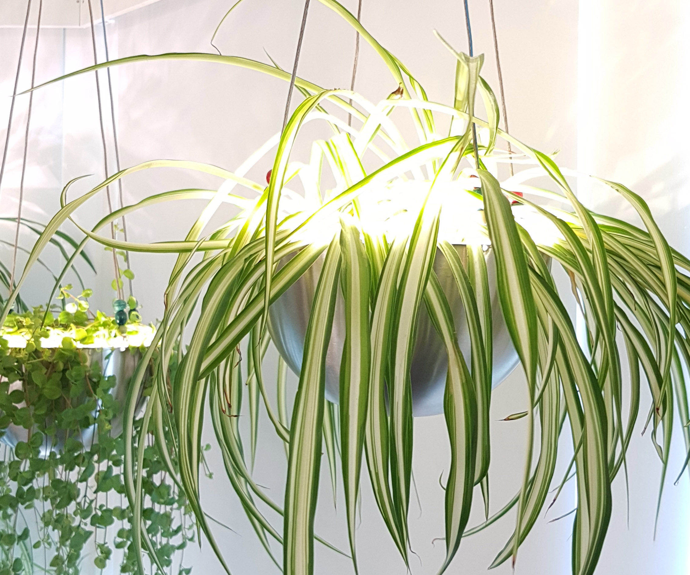 Hanging Plant Light