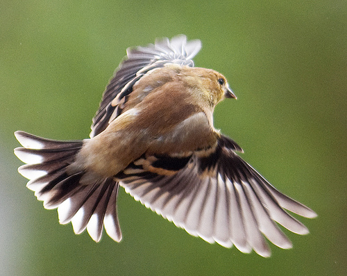 Backyard Bird Photography