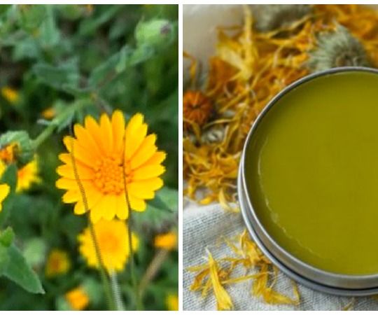 How to Make Calendula Ointment