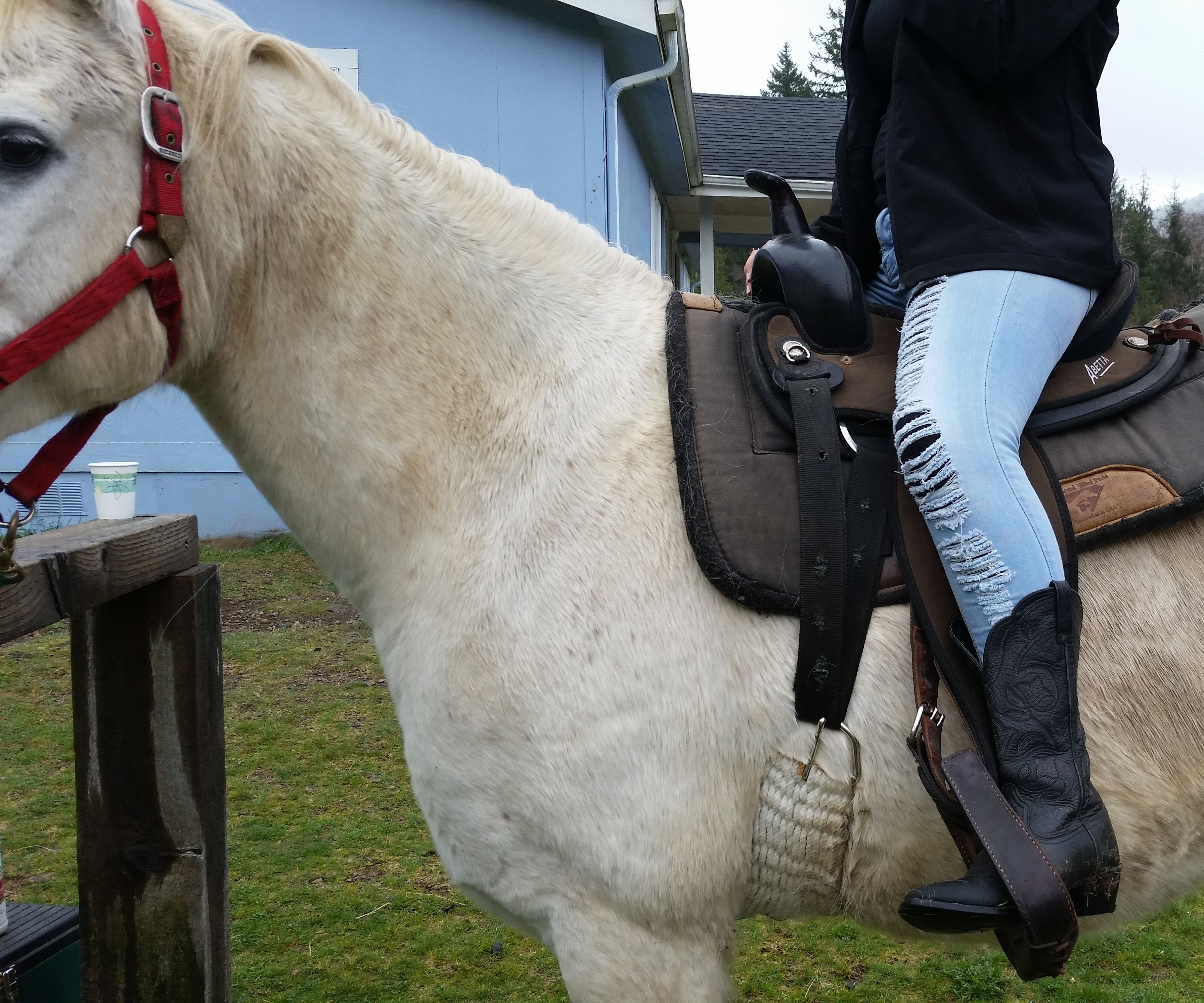 Saddle a Western Horse 