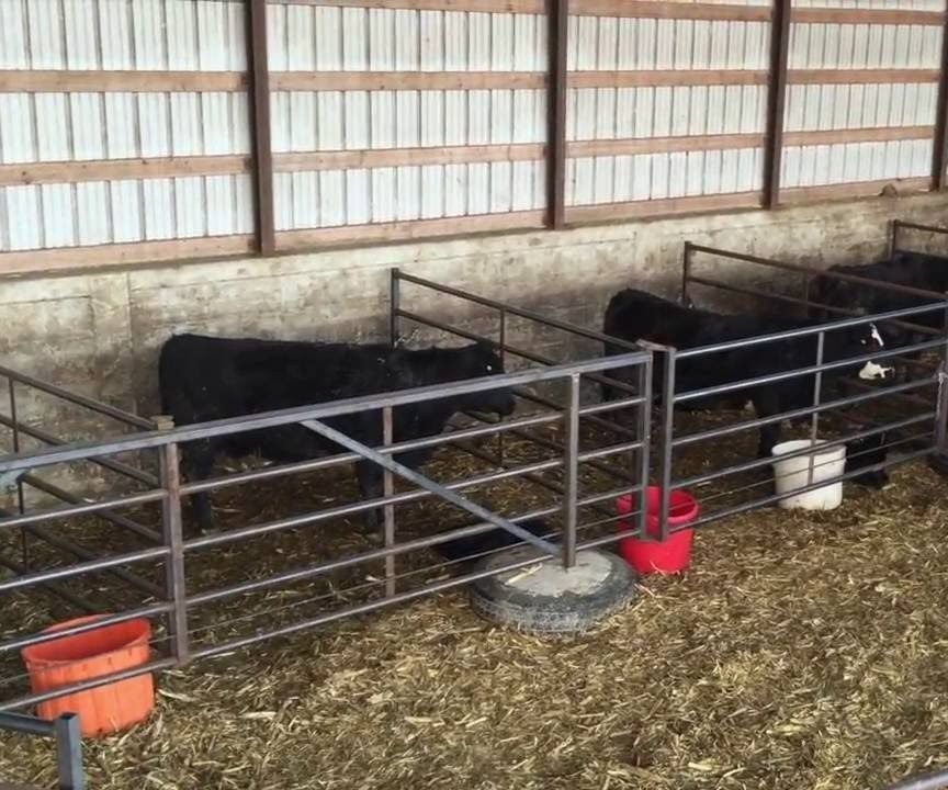 How to Set Up a Calving Barn and Run a Calving Operation