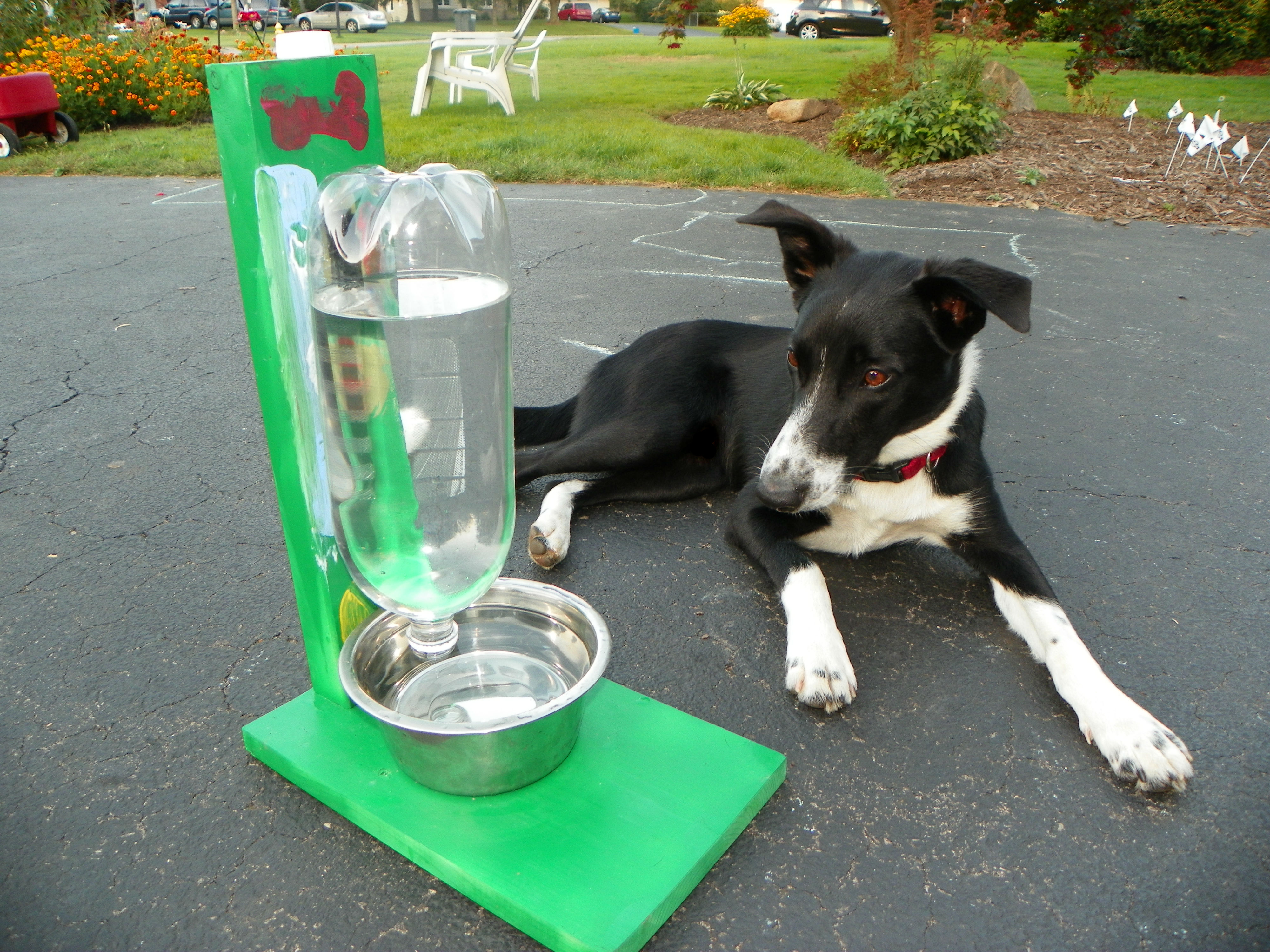 The Awesomest Coolest Easiest Water Bowl for DOGS & CATS!