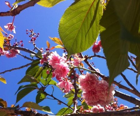 Preserved Cherry Blossoms