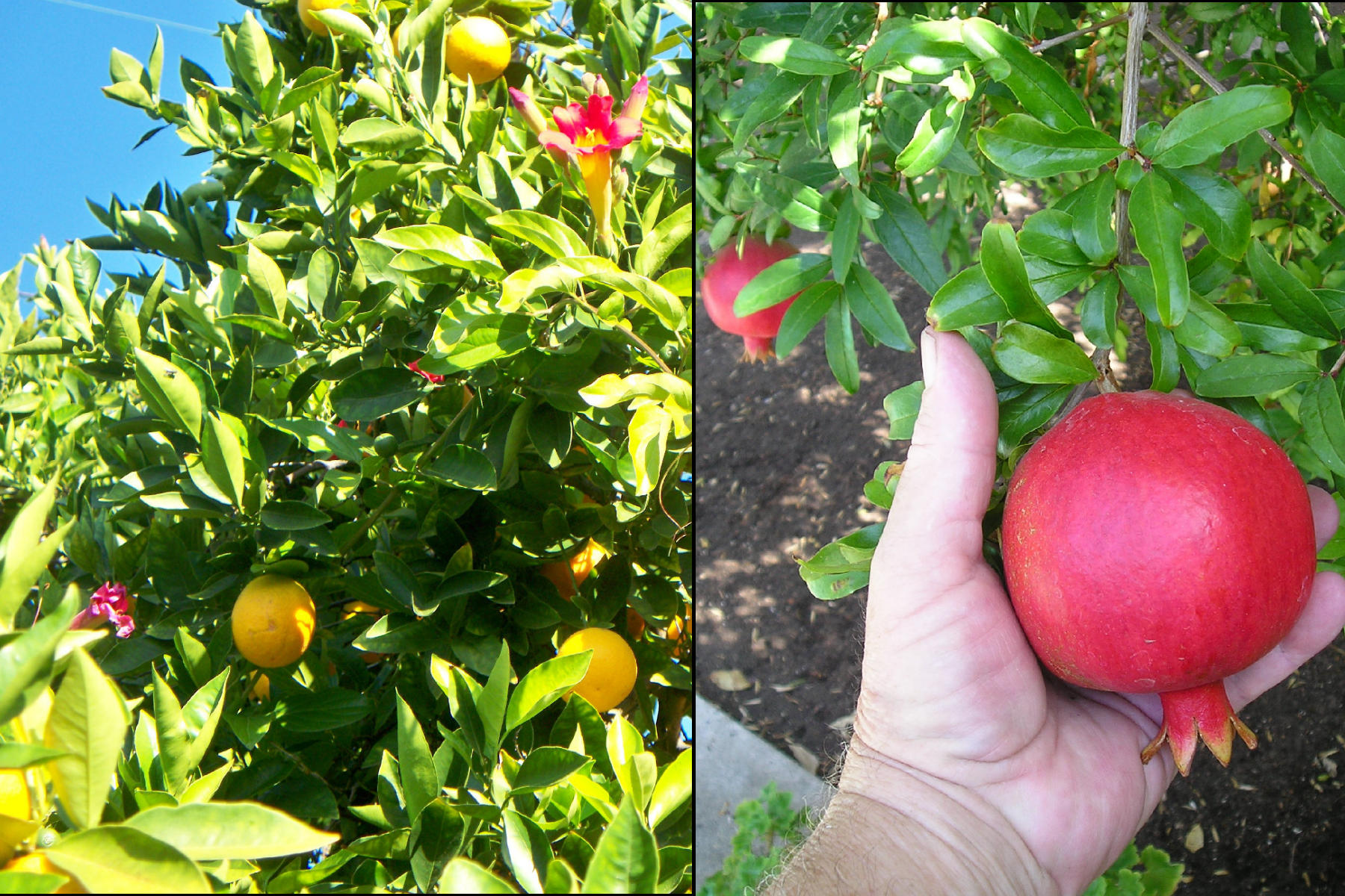 Natural Smoothies From the Garden